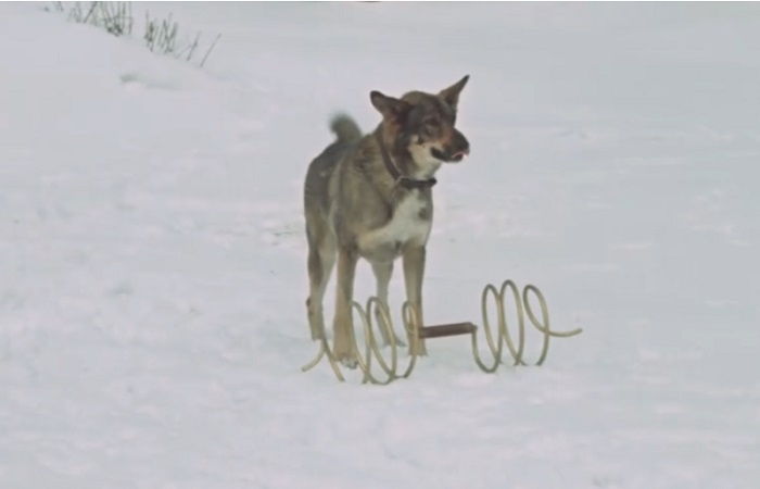 Рекс с тяжелым змеевиком