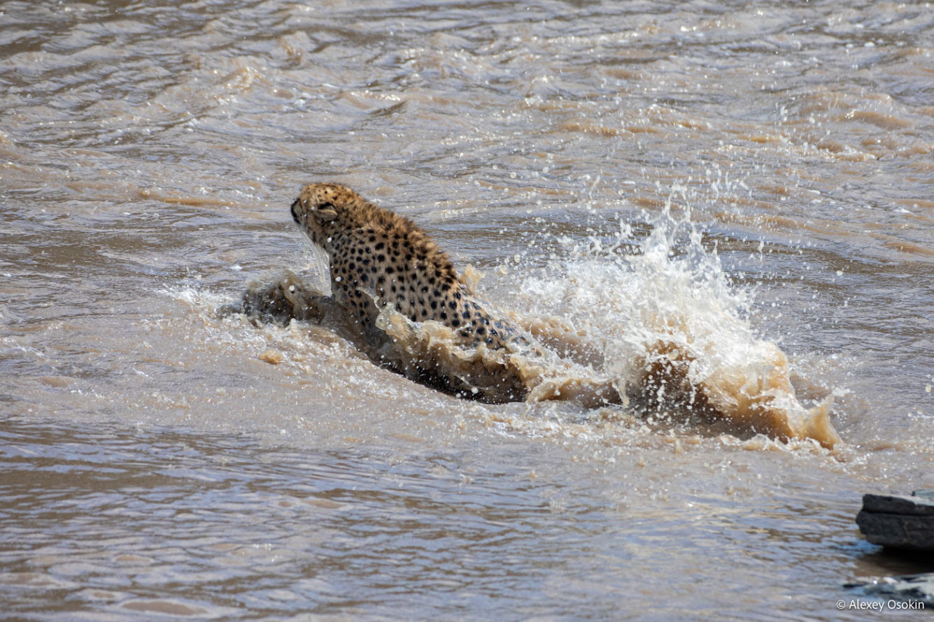 Водоплавающие гепарды любят, значит, кошки, только, прекрасно, котят, отметить, гепардов, купаться, Многие, котята, другие, убивают, смертность, высокая, рассказывал, охоты, банально, хищники, поисках