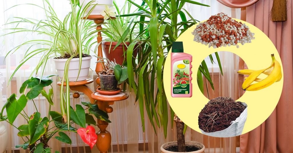 Чем подкормить комнатные растения – выбираем идеальные удобрения для цветов на подоконнике