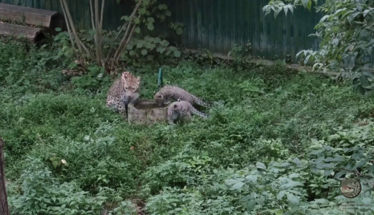 В Сочи дали клички котятам леопарда: малыши очень активны и любознательны