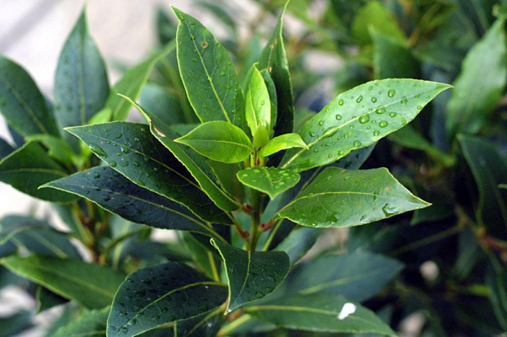 Лаврушка. Лавр благородный (Laurus Nobilis). Лавр благородный (Láurus Nóbilis). Лавр Нобилис цветение. Лавр благородный Laurus Nobilis семена.