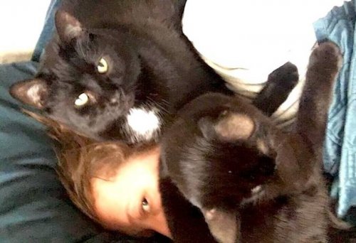 20 фотографий, доказывающих, что кошки — это море любви… и немножко головной боли 20 фотографий, доказывающих, что кошки — это море любви… и немножко головной боли