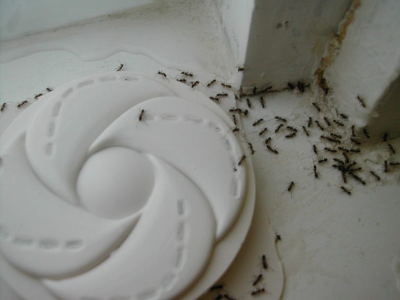 Внимание, так можно избавиться от ненавистных муравьев в квартире