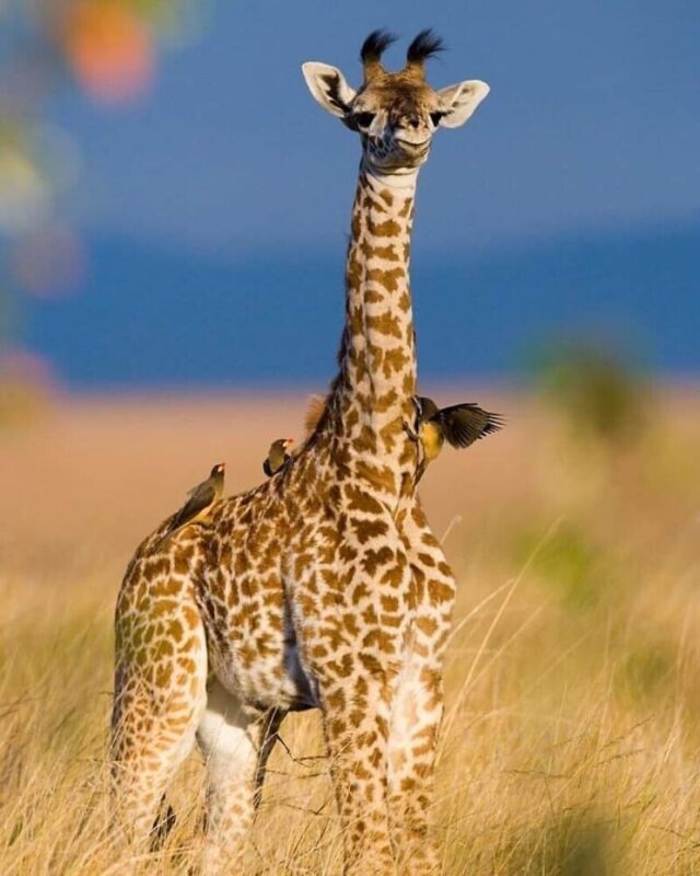 Фотография: Впечатляющие работы фотографа дикой природы Андрея Гудкова №41 - BigPicture.ru