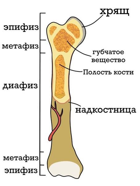Внутрикостная инфузия армия