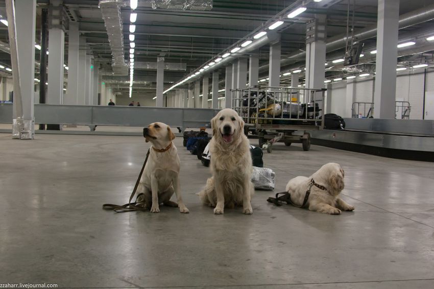 аэропорт, Кинолог, собака, Екатеринбург