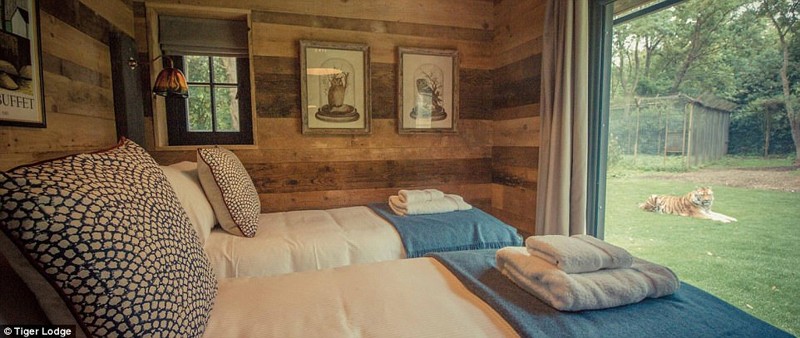 Сафари-парк в Британии: провести ночь с тиграми и остаться в живых заграница,страны,туризм