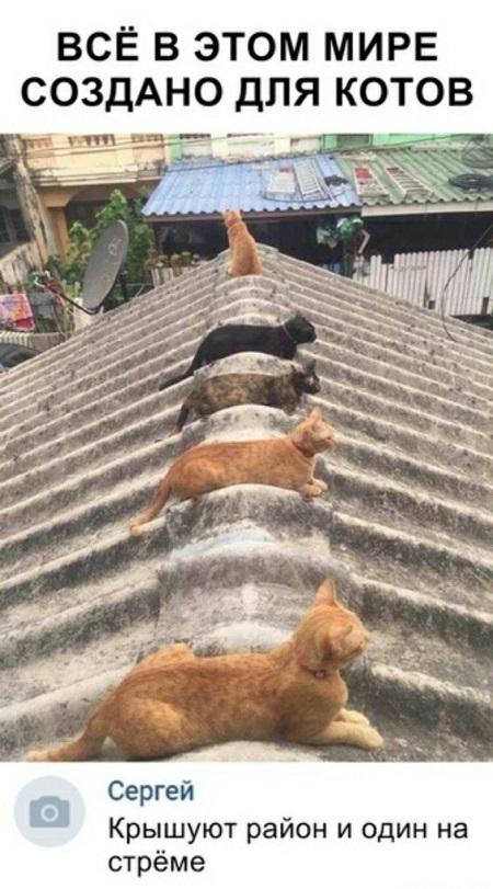 Свежие очень смешные картинки Свежие очень смешные картинки