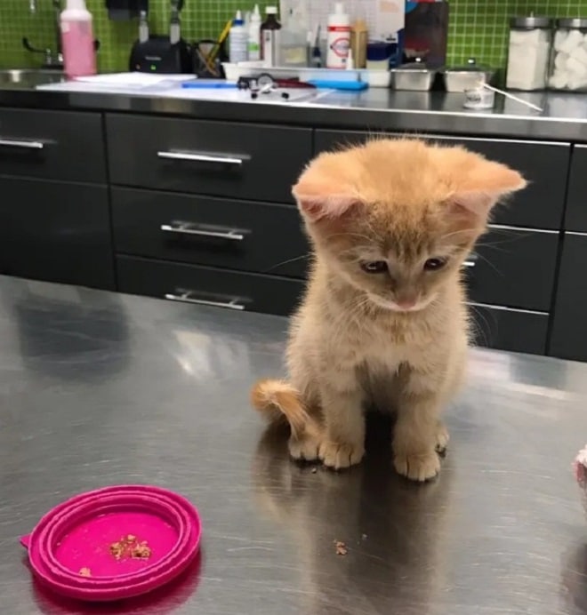 Котенок сидит