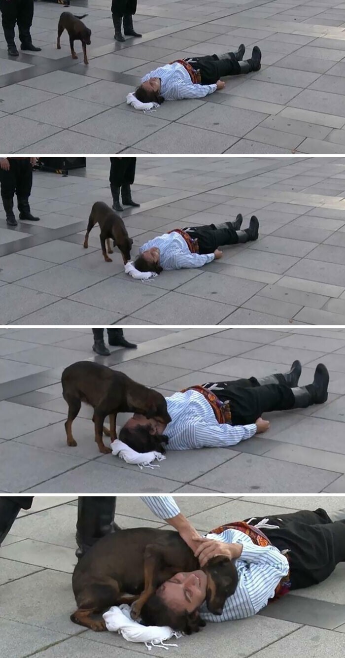 Бездомная собака подошла к уличному актеру, который изображал, что ему плохо