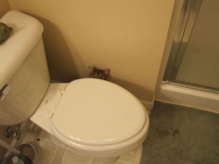 Коты, выглядывающие из своих укрытий (20 фото)