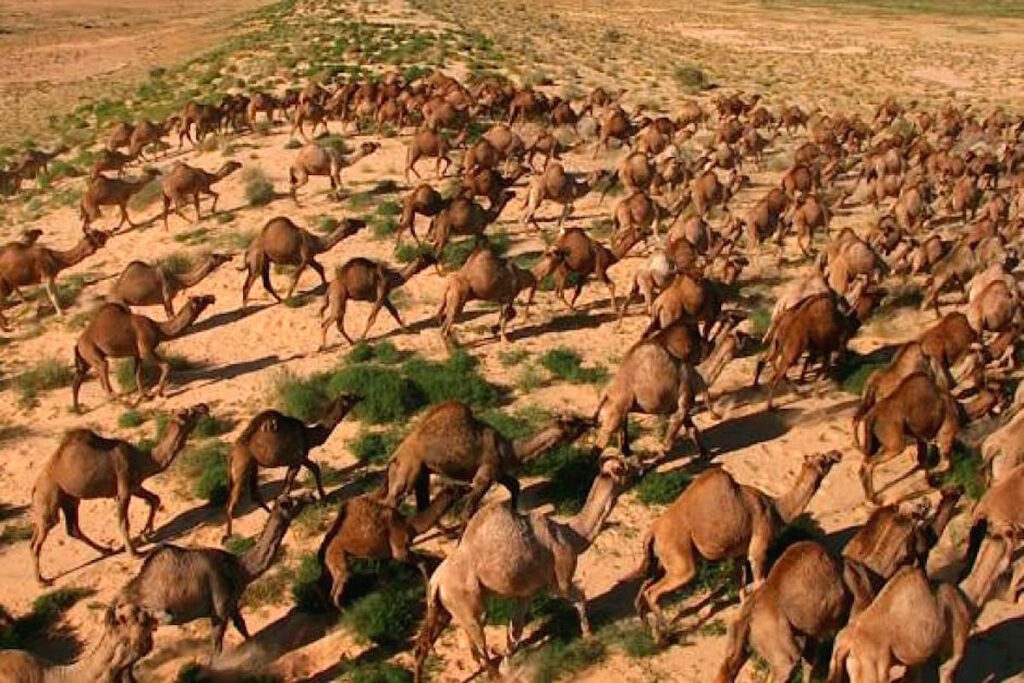Подобные фото создают ощущение перенаселенности австралийских пустошей верблюдами. На практике их там не так много — просто они сбиваются в крупные компактные группы, которые постоянно перемещаются / ©Wikimedia Commons