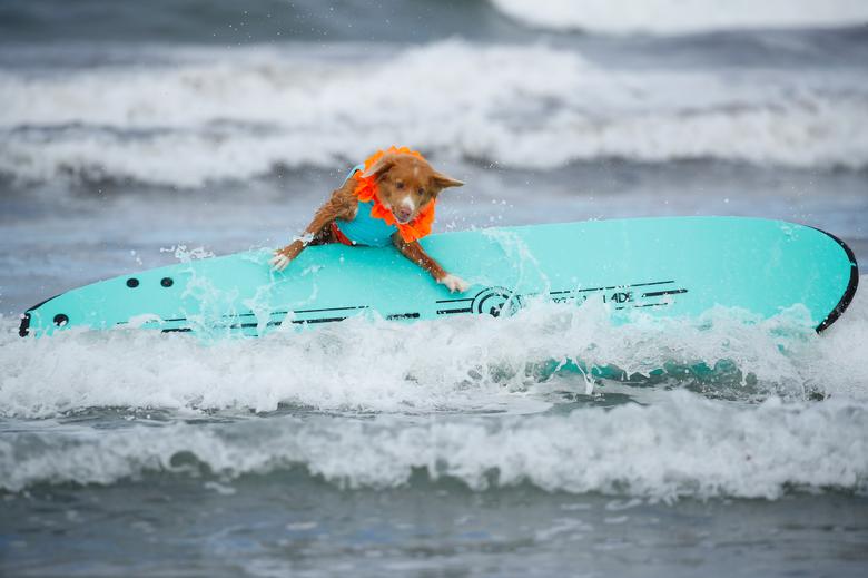 Соревнования по сёрфингу среди собак в фотографиях
