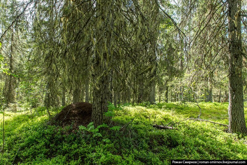 Заповедная Карелия. Паанаярви. Астерваярвская тропа путешествия, факты, фото