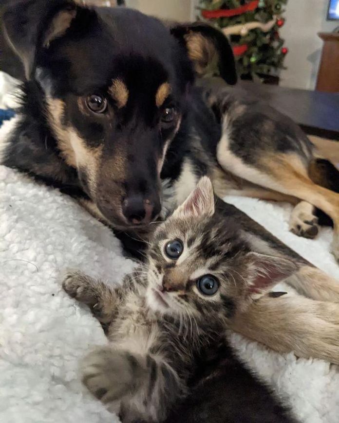Без кота и жизнь не та