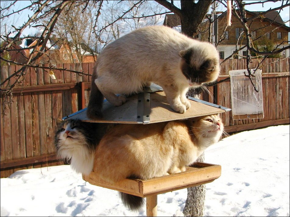 Коты ждали весну но вернулась зима картинки