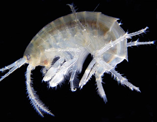 насадка морская блоха