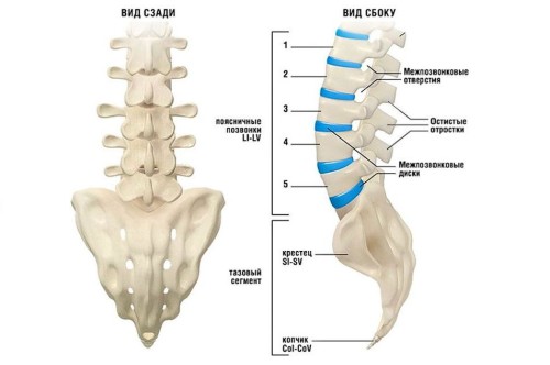 поясничный отдел, крестец и копчик