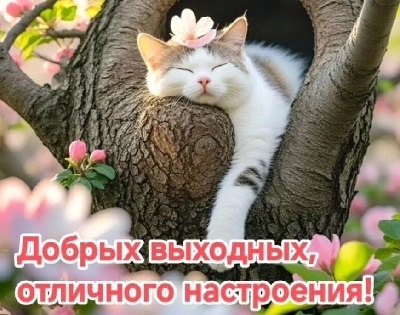Представил себе мир, где котики заводят людей, обнимают и глядят их своими лапками, кормят деликатесами и включают любимые сериалы