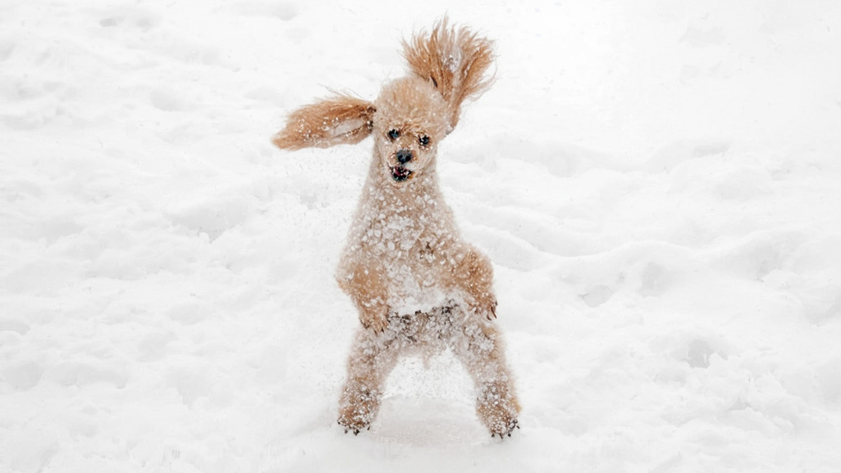 Рафаил Рафаил