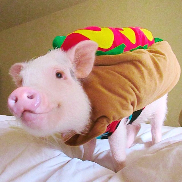 hamlet-piggy-ctute-animals-mini-pig-44