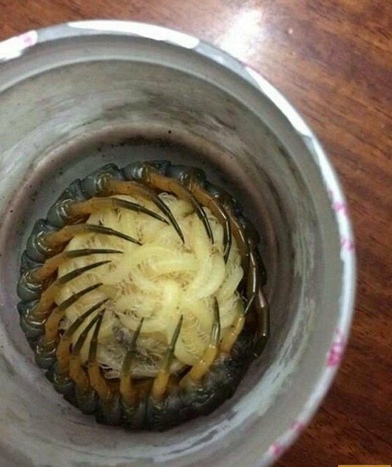 Ужасы природы, с которыми мало кто пожелал бы встретиться Ужасы природы, с которыми мало кто пожелал бы встретиться планета,природа