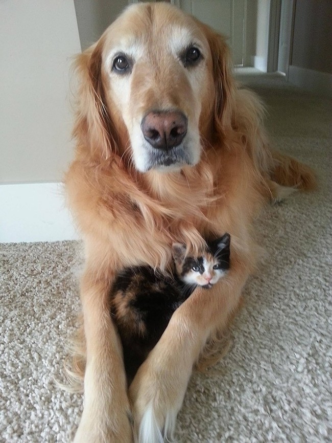 catslovedogs10