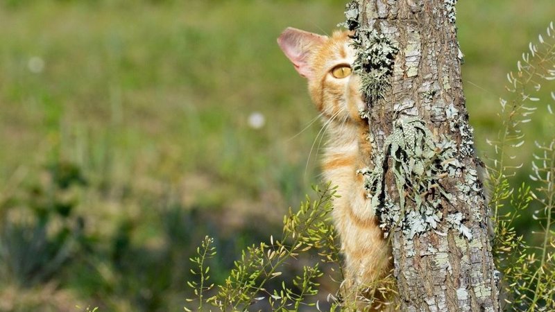 Очень колоритные уличные коты город, кот, кошка, уличная жизнь, уличный кот, эстетика