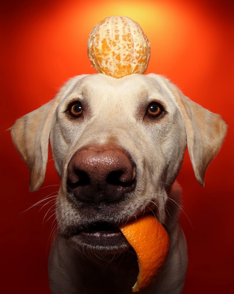 Забавная собака Уинстон животные, собака, фрукты