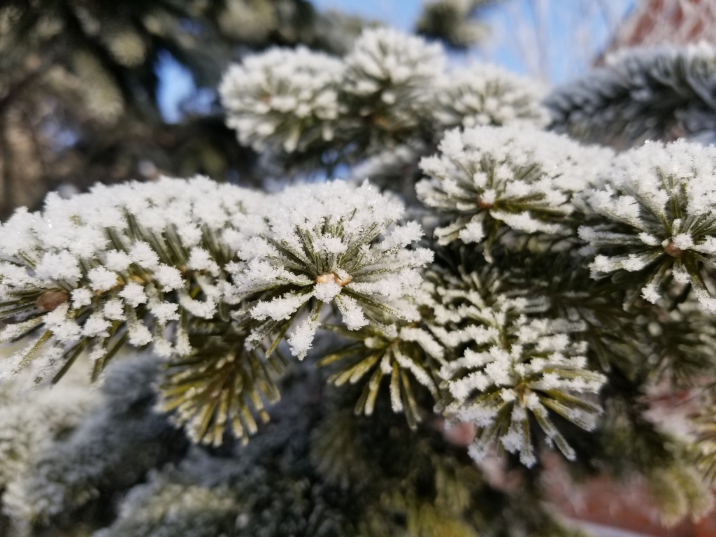 Лес в Алтайском крае.jpg