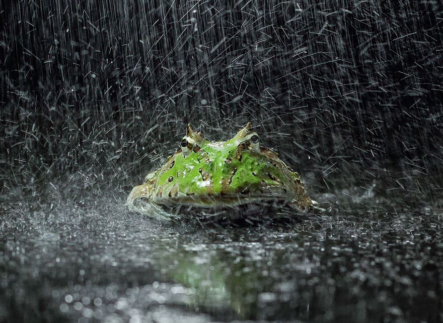 Царевна-лягушка: фотограф снимает неожиданные грани обычных лягушек 