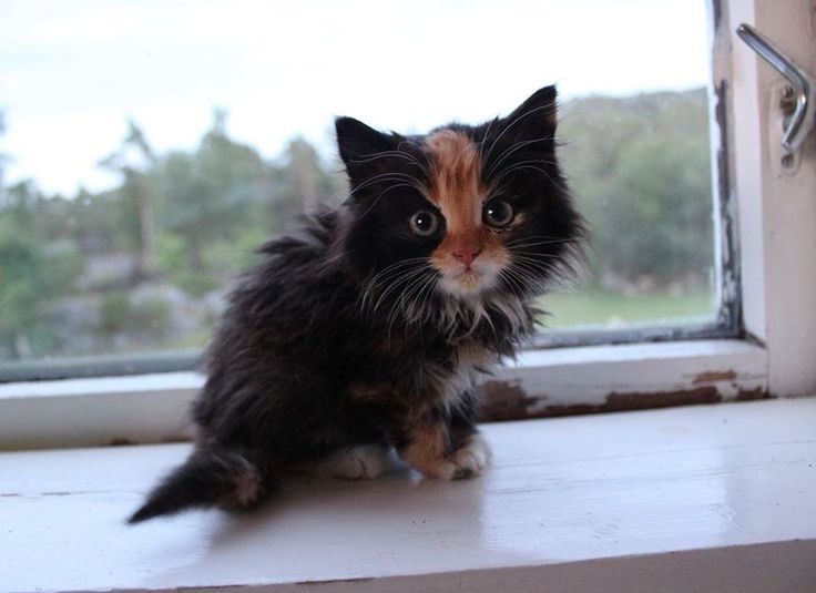 Позитивные и веселые котики для улыбки Позитивные и веселые котики для улыбки котоматрица,угарные фотки,фото приколы,юмор