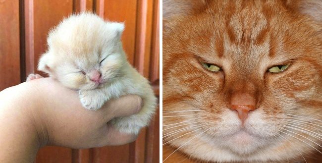 Доказательства того, что коты растут ну очень быстро
