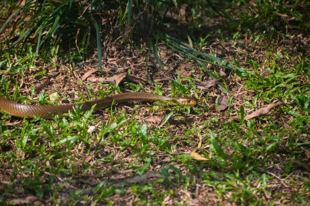 Что делать, если укусил клещ: алгоритм действий обработать, ДЕЙСТВИЙфото, укусила, обязательна, частично, иммуноглобулин, больницу, травмпункт, обращатьсяВ, АЛГОРИТМ, первые, землей, присыпать, клеща, Пироговского, Университета, всего, кровь, антисептиком, лучше
