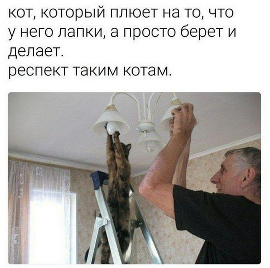 Кот электрик