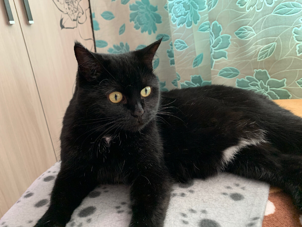 Зависит ли характер кошки от её породы?