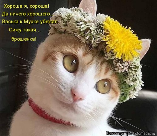 Новая котоматрица  