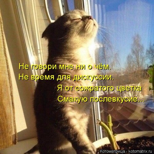 Новая котоматрица  