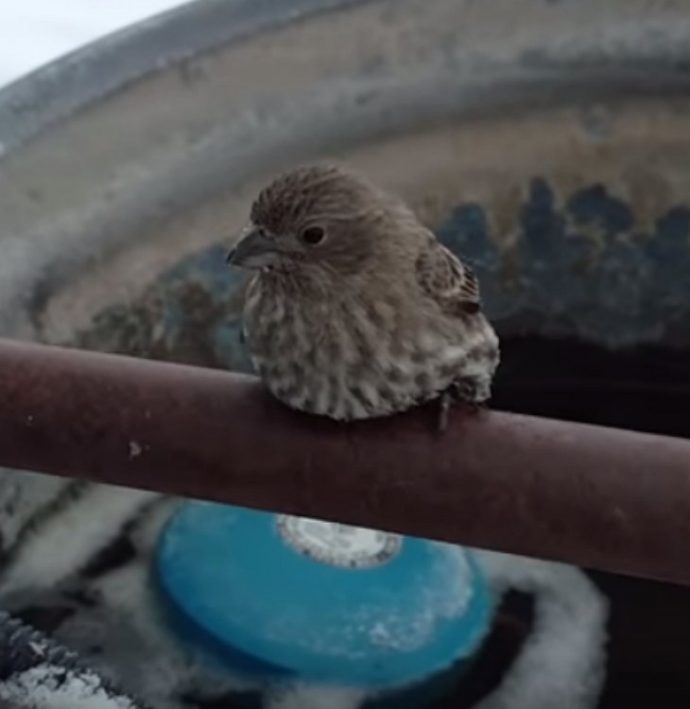 trappedbird