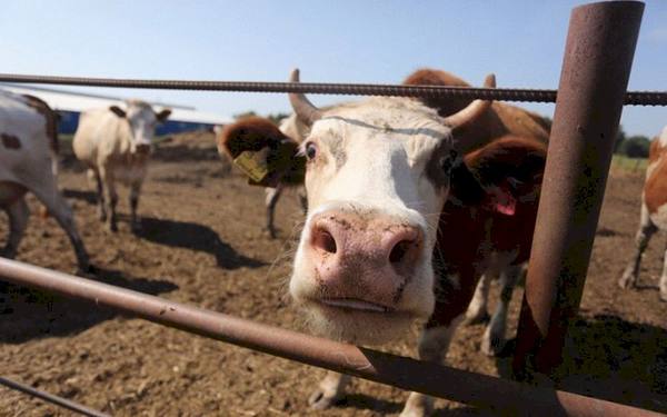 В Инсарском районе надоили почти по 9 тысяч кг молока на корову