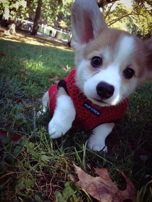 And this corgi puppy who hasn&#39;t quite grown into her ears yet.
