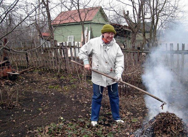 Срезанные листья собирают и утилизируют