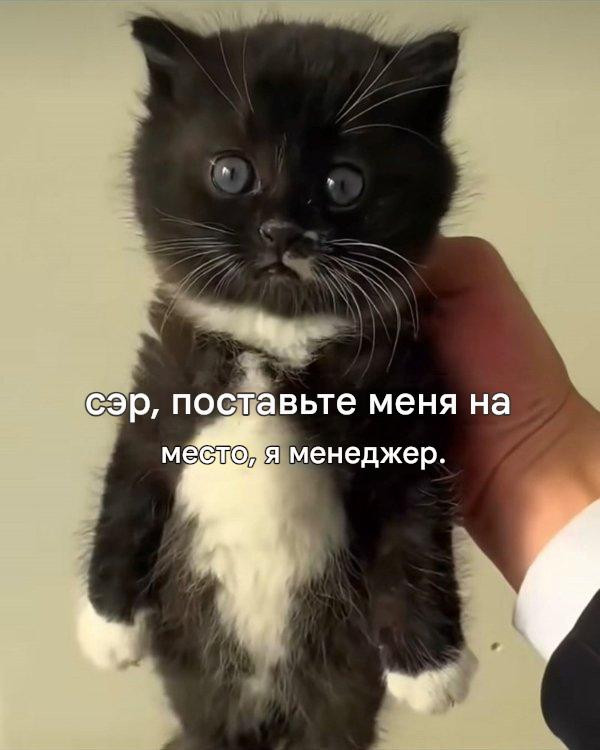 Котомемы для настроения 