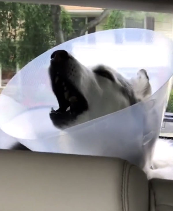 cute-husky-wakes-up-from-surgery-howl