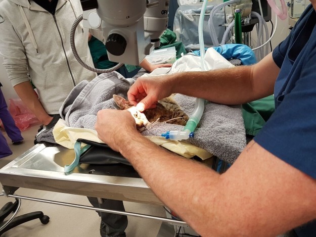 Сложнейшая операция спасла жизни двух шестимесячных котят ветеринары, животные, котята, спасение жизни