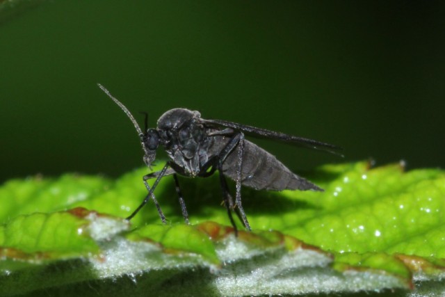 Сциарида (Sciaridae), или Листовой комарик, или Детритница, или Почвенный комарик, или цветочная мошка