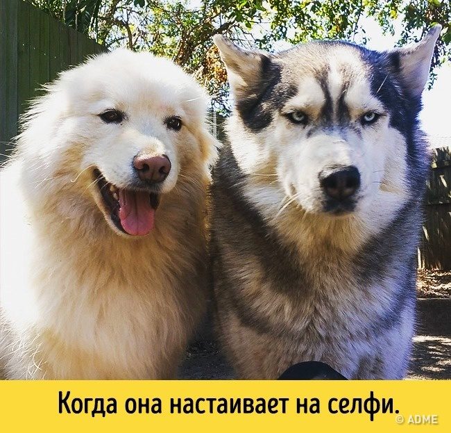Животные, которые разучились скрывать свои эмоции
