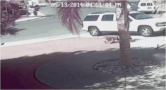 Истории о преданности домашних питомцев﻿ 