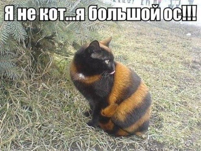 Подборка фото забавных котов и котят со смешными надписями ) Подборка фото забавных котов и котят со смешными надписями )