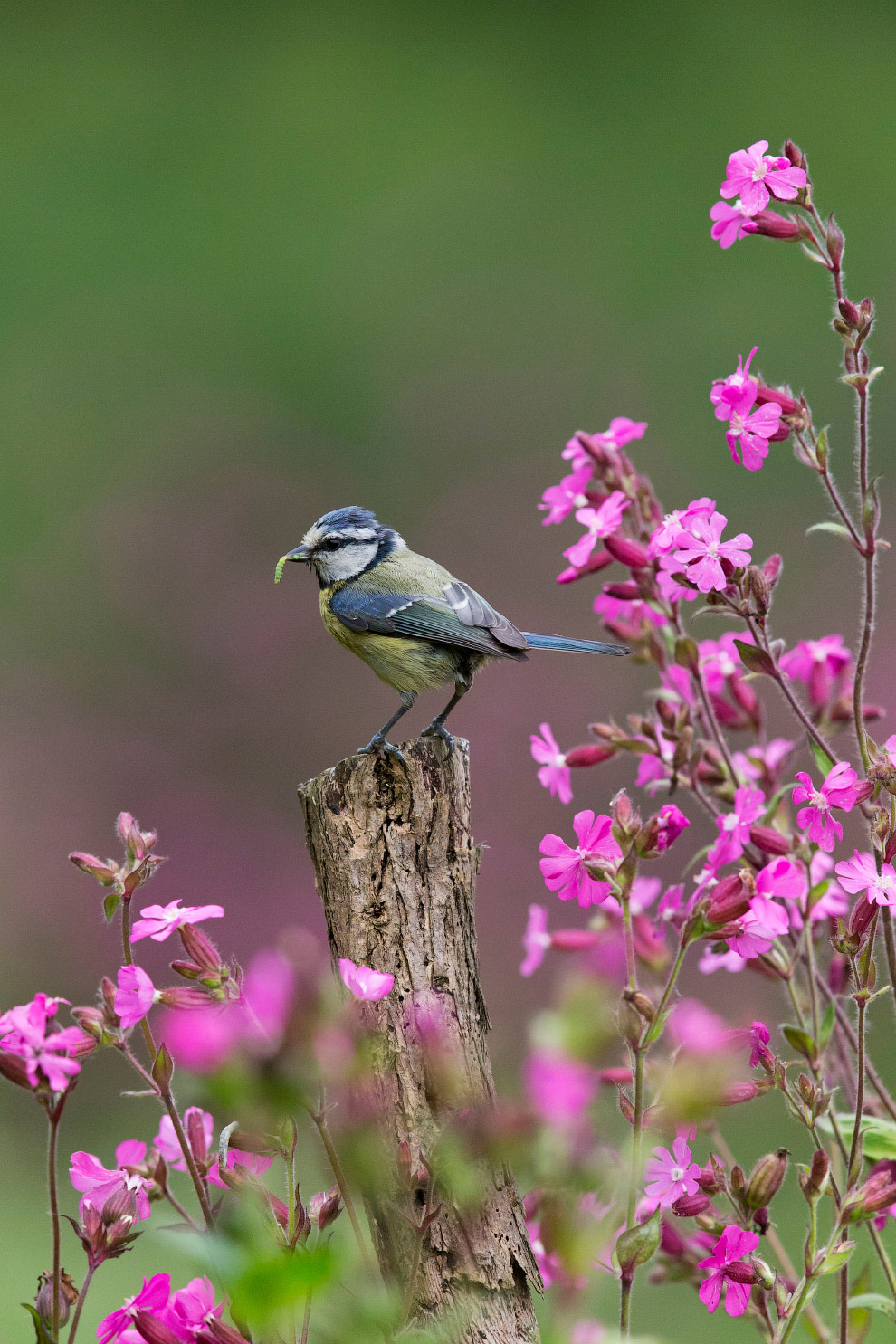 Призеры лондонского конкурса дикой природы Wildlife Photographer of the Year 2019